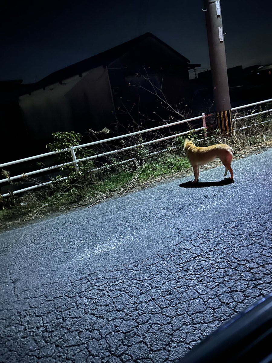 P1PuWcXq52nPCVn's tweet photo. 福岡県柳川市大和町中島
セブンイレブン中島店付近
迷い犬
迷子犬
柴犬っぽくて赤い首輪
後ろ足びっこひいてます
呼びかけると近づいてきました
拡散お願いします https://t.co/3NZ5juGBGm