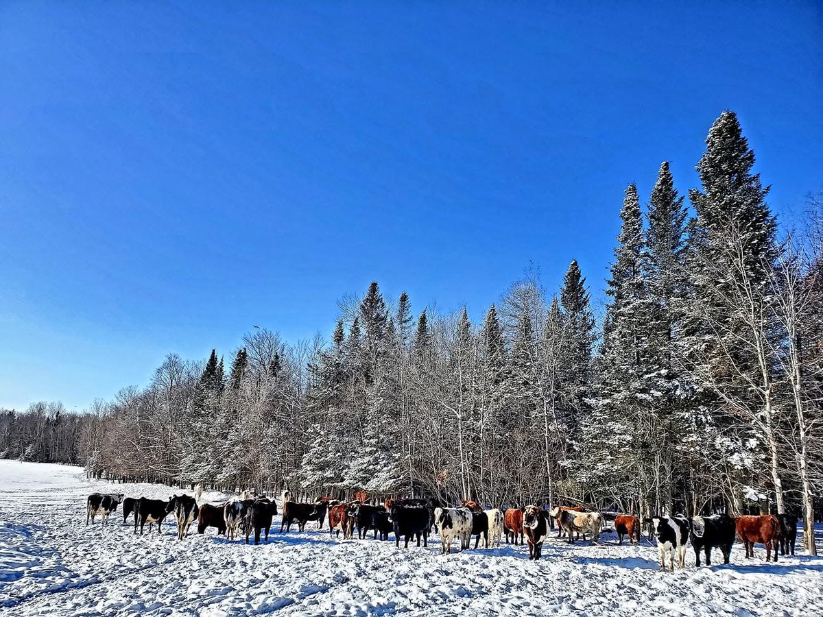 A chill is in the air! Tom Drew observed cattle enjoying the sunshine on a chilly winter day at H.B. Farms in Woodland, Maine. This photo and others are featured in this year's Agricultural Views calendar. Submit your photos for next year's calendar at FarmCreditEast.com/Calendar!
