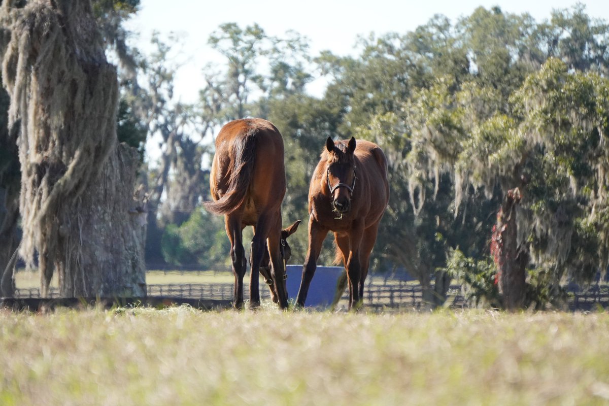 ThoroPartners's tweet image. Let them be horses. 🐎

#PinhookPartners #Pinhooking #Thoroughbred #YoungHorses #TheLongGame