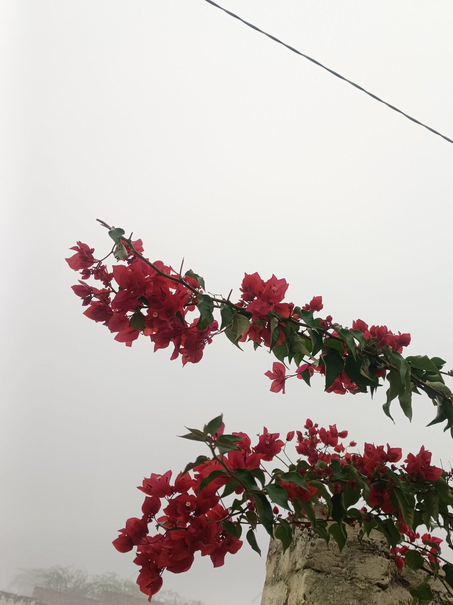 durjans0001's tweet photo. "असंगतता बौद्धिकता का परमानंद है।” https://t.co/EkM9fHUlP4