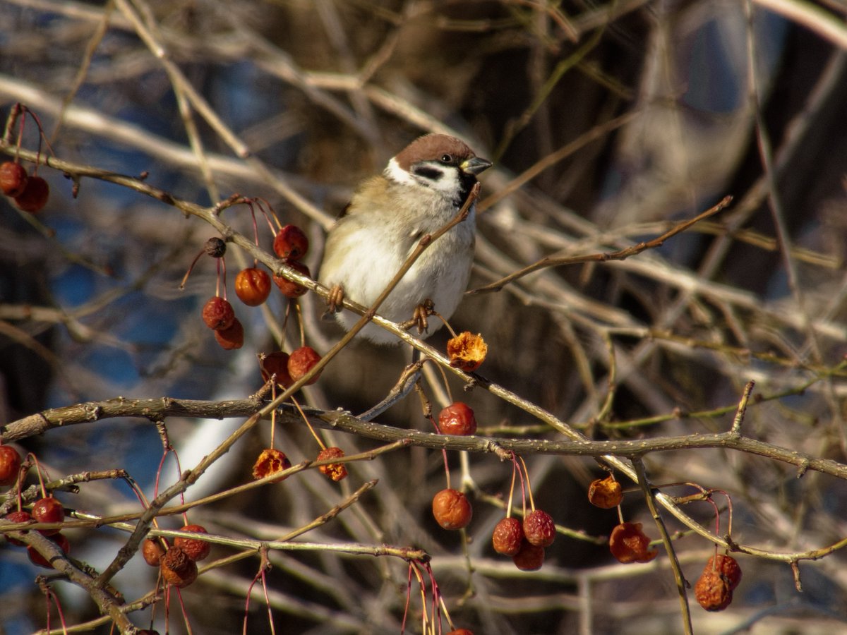 justcreepazoid's tweet image. OH NO!!! Я только к вечеру узнал что сегодня national bird day!!!
С днём птиц наших птичек