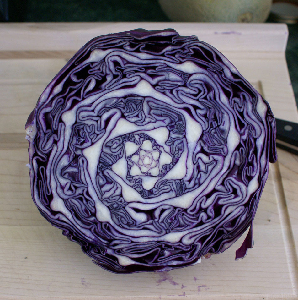 A simple cabbage but full of beautiful geometric patterns.