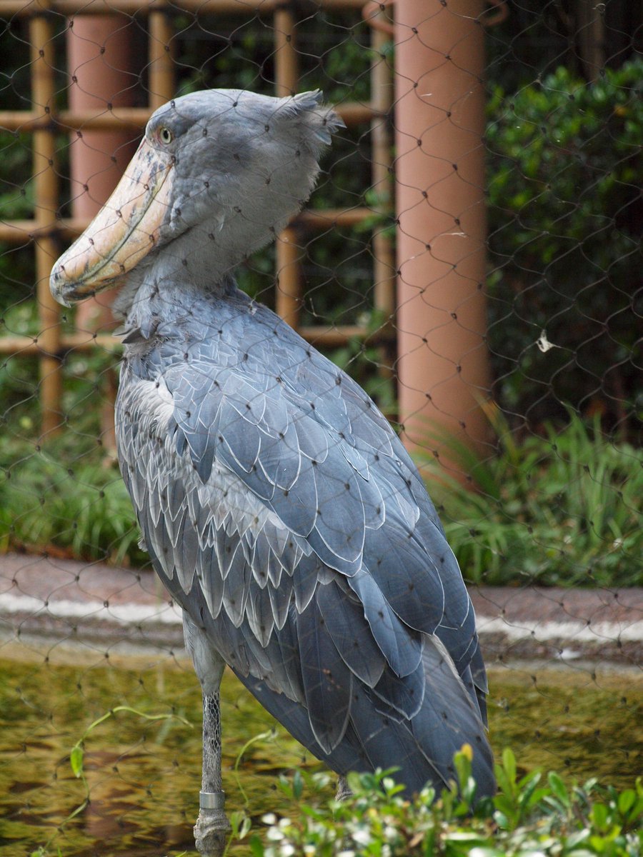 BROS_1991 まるで恐竜が進化したみたいな印象の大きな鳥さん。日本の