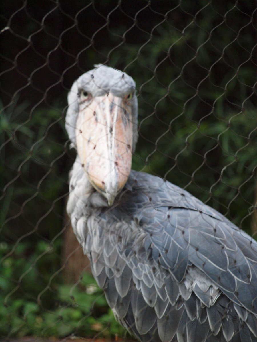 BROS_1991 まるで恐竜が進化したみたいな印象の大きな鳥さん。日本の