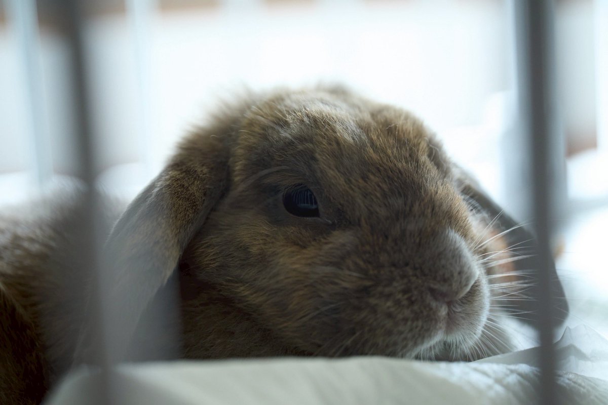 <a href="/aikentakuone/">たくわん先生</a> みなさまこんばんは🌙
うちの垂れ耳うさぎです♡よかったらみてやってください🥹