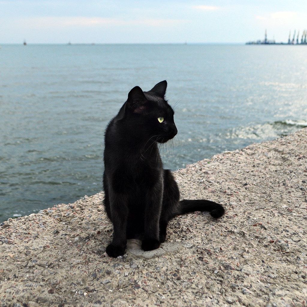 visualscat's tweet image. 