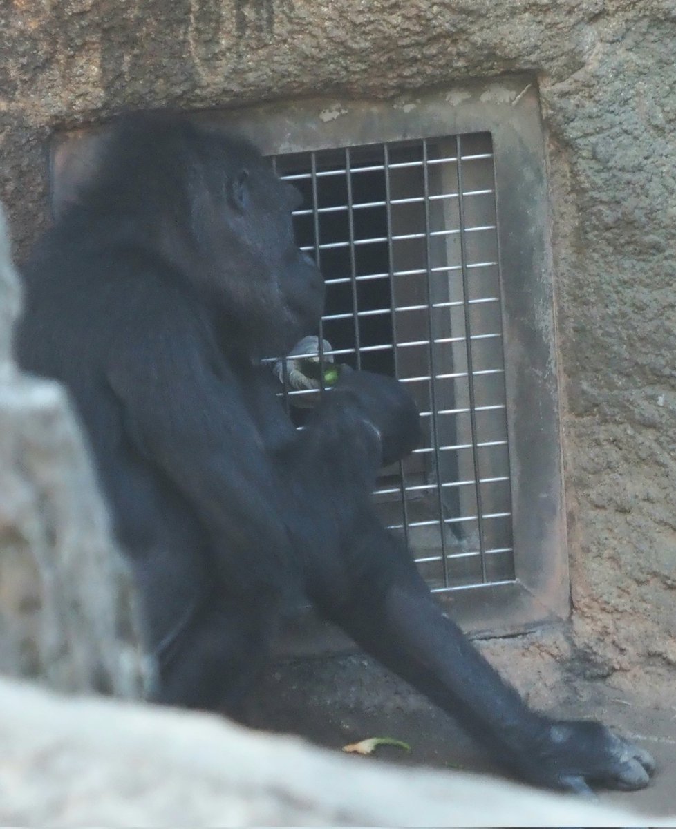 ひー (@heepan219) / Posts / X