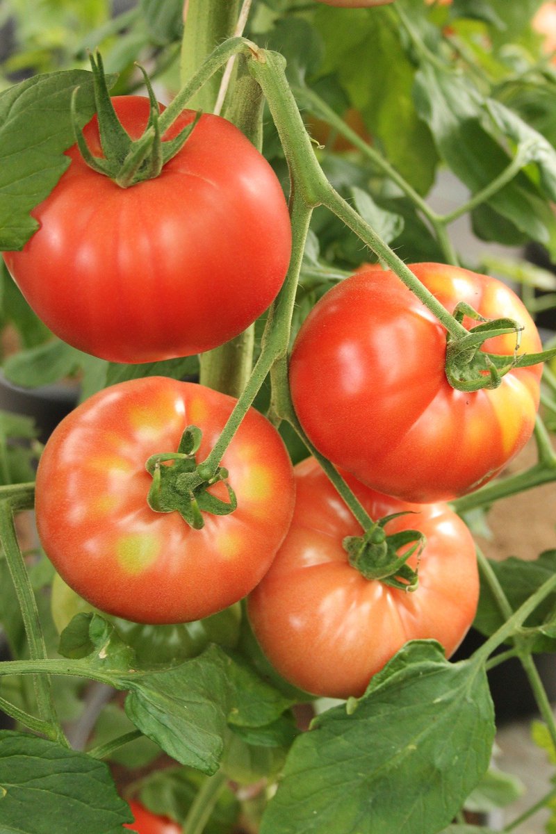 Beechwoodfm's tweet photo. Ontario Box order deadline is Thursday. Farm Store back to regular hours. - https://t.co/3d1SnxrHII https://t.co/Q1ffJptjo8