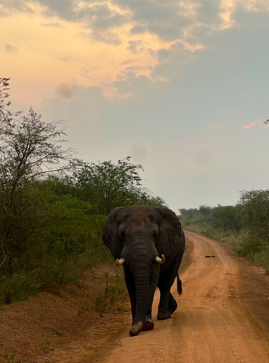 youIaine's tweet image. Je reviens de 10 jours Ouganda 🇺🇬￼ + Rwanda 🇷🇼￼. 
Gorilles à Bwindi, bateau sur le Nil blanc, safari Murchison Falls et Hôtel des Mille Collines à Kigali.
C’était brut, intense et magique. 
Thread des moments qui m’ont marqué✈️🌍
#Travel #Ouganda