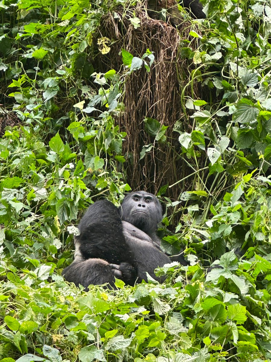 youIaine's tweet image. Je reviens de 10 jours Ouganda 🇺🇬￼ + Rwanda 🇷🇼￼. 
Gorilles à Bwindi, bateau sur le Nil blanc, safari Murchison Falls et Hôtel des Mille Collines à Kigali.
C’était brut, intense et magique. 
Thread des moments qui m’ont marqué✈️🌍
#Travel #Ouganda