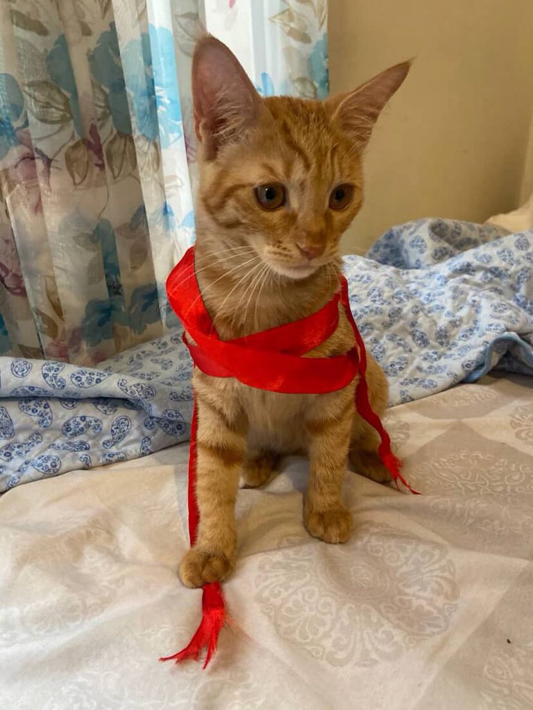 pet__koo's tweet image. آلو
یک سال و نیم
نر
سه ماه پیش محدوده چهاردیواری
۰۹۰۳۸۴۸۱۷۰۳
یکی از خصوصیات خاصش هم اینکه یکی از انگش های پاش سفیده
مامانم حواسش نبوده در تراس باز مونده و از تراس فرار کرده