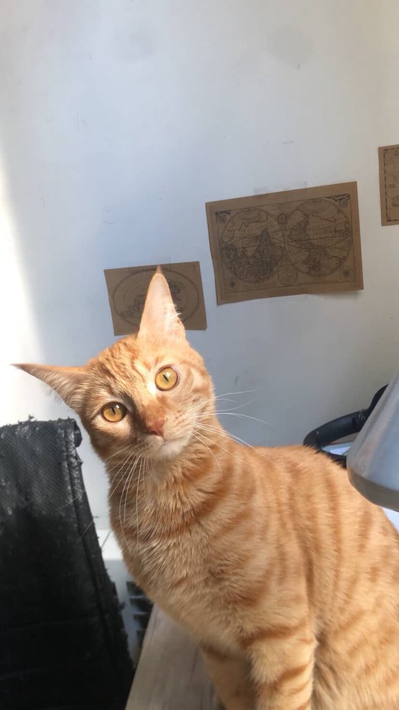 pet__koo's tweet image. آلو
یک سال و نیم
نر
سه ماه پیش محدوده چهاردیواری
۰۹۰۳۸۴۸۱۷۰۳
یکی از خصوصیات خاصش هم اینکه یکی از انگش های پاش سفیده
مامانم حواسش نبوده در تراس باز مونده و از تراس فرار کرده