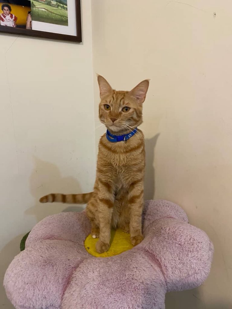 pet__koo's tweet image. آلو
یک سال و نیم
نر
سه ماه پیش محدوده چهاردیواری
۰۹۰۳۸۴۸۱۷۰۳
یکی از خصوصیات خاصش هم اینکه یکی از انگش های پاش سفیده
مامانم حواسش نبوده در تراس باز مونده و از تراس فرار کرده