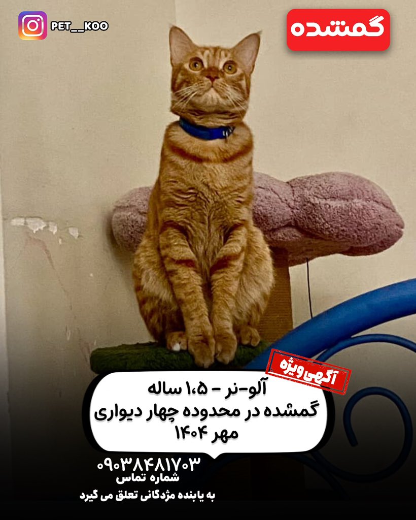 pet__koo's tweet image. آلو
یک سال و نیم
نر
سه ماه پیش محدوده چهاردیواری
۰۹۰۳۸۴۸۱۷۰۳
یکی از خصوصیات خاصش هم اینکه یکی از انگش های پاش سفیده
مامانم حواسش نبوده در تراس باز مونده و از تراس فرار کرده