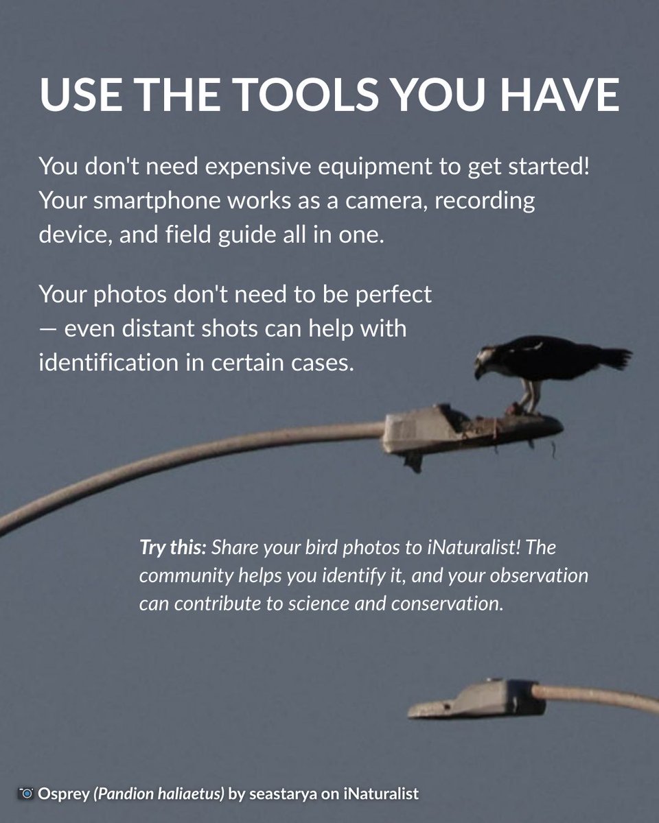 iNaturalist tweet media