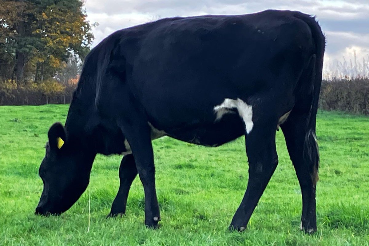 Grasstec Ltd tweet media