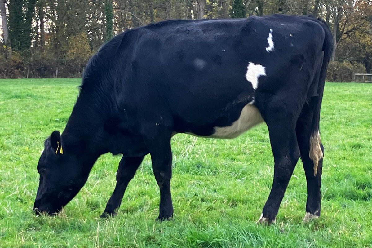 Grasstec Ltd tweet media