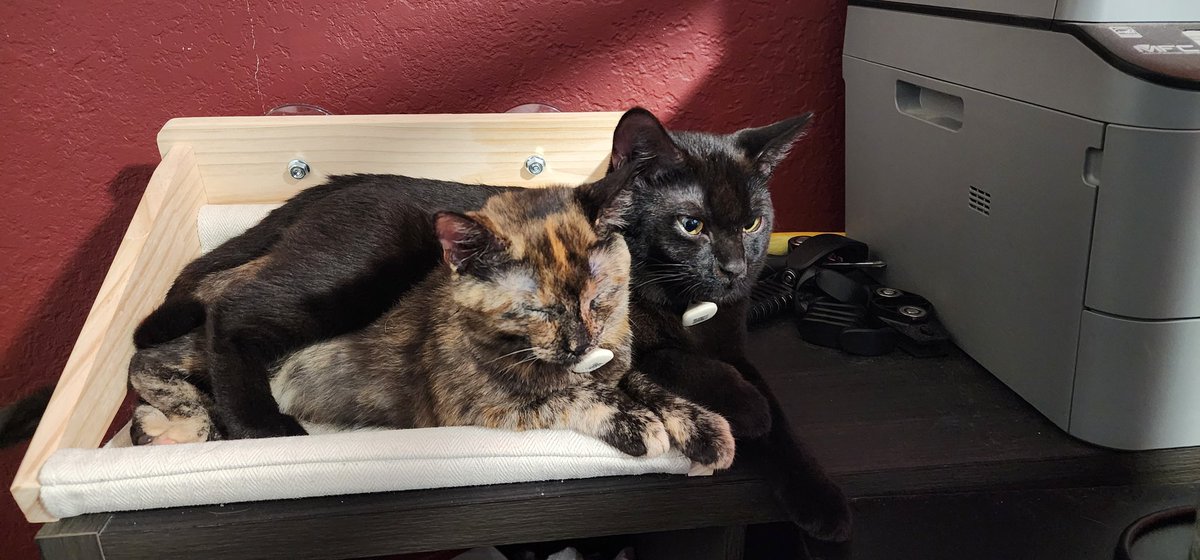 billy ray gribonius tweet media