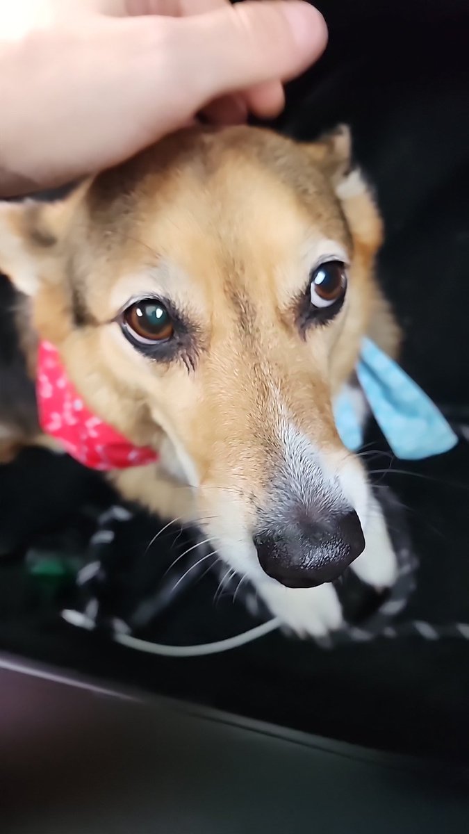 billy ray gribonius tweet media