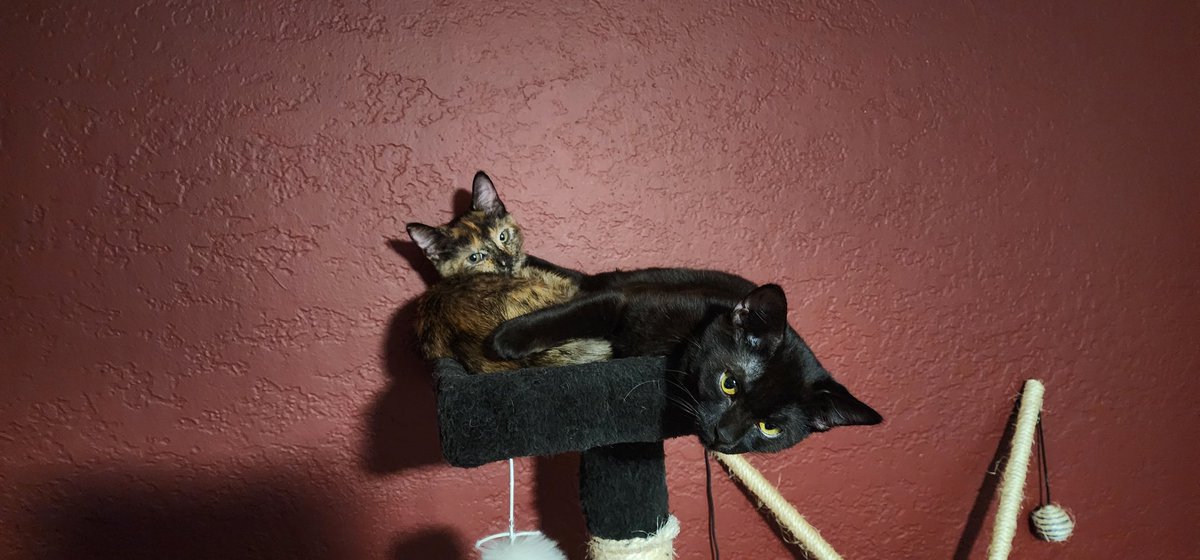 billy ray gribonius tweet media