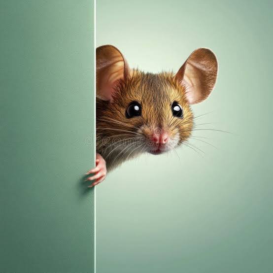 Efecto Cocuy de Penca®🔼 tweet media