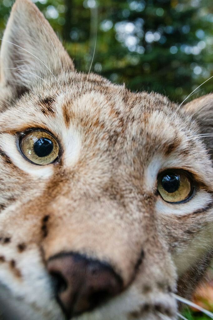 Mr_Longbard's tweet image. LG.⠀

I'm alive!!! I'll be answering roles soon.