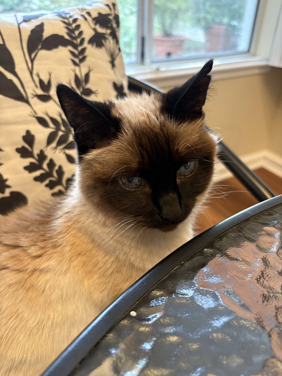 しんコロ/しゃべるねこ、しおちゃん (@theoshio) / Posts / X