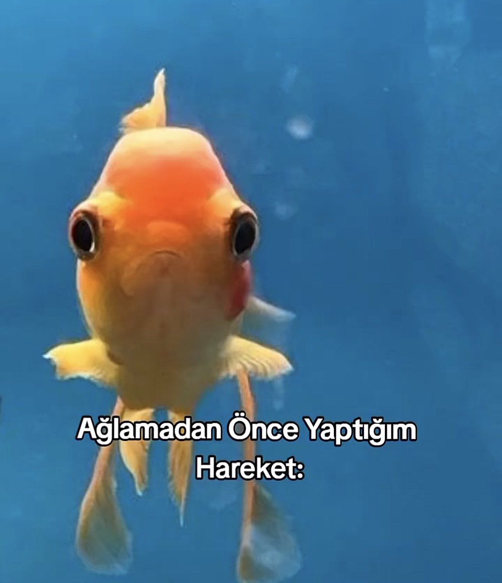 ÖZGE (@ozgeppn) on Twitter photo 