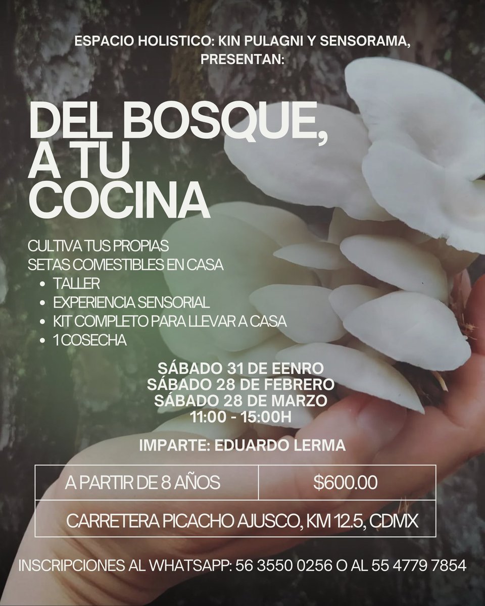 Reconectar  con la tierra, el alimento y el ciclo de vida 
✨🌱🌳🍄⏲️✨

Experiencia de ensoñación sensorial: 
Del bosque a tu cocina  

🔗 Reserva tu lugar: 
wa.link/urvgtq

ℹ️ Más información en:
cutt.ly/DtaEyQ3d

Sueño, luego existo 
✨ 😎💭✨