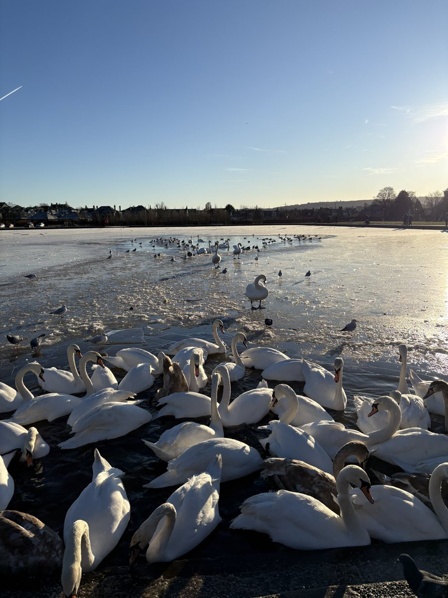 Feeding the swans and their families in an almost totally frozen pond ❄️🦢