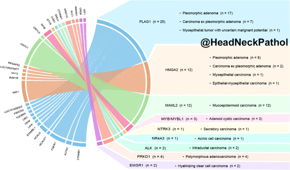 Head Neck Pathol tweet media