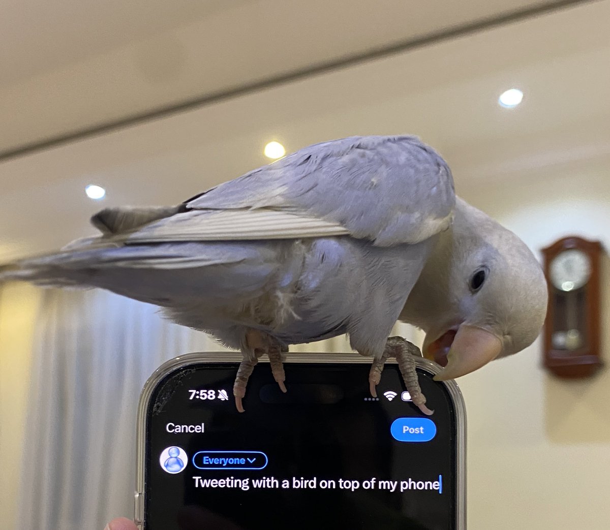 vtmntmo's tweet photo. Tweeting with the twitter bird on top of my phone https://t.co/pjXOZMeVDd