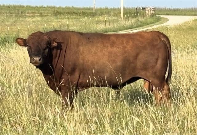 DextersToday's tweet image. Red Polled A2A2 Bull - Arkansas City, Kansas

Ad with Contact info: (Click here to inquire) dextermarketplace.com/horse/adca-reg…

 DextersToday.com

Find us where you are!
linktr.ee/DexterCattle

#dexters #dextercattle #bulls #cowsmakemehappy #cowsofinstagram #cowsoftiktok