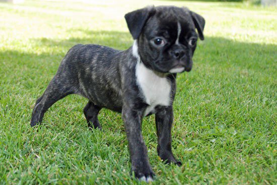 This year is off with a shitty bang. I lost 1 great dog 2 months ago. Now on January 2nd at 12:30am  I lost my longest dog friend of 17.5 years. Her name was Frankie and she was always by my side.  I was thankful to be comforting her at the end of her life.