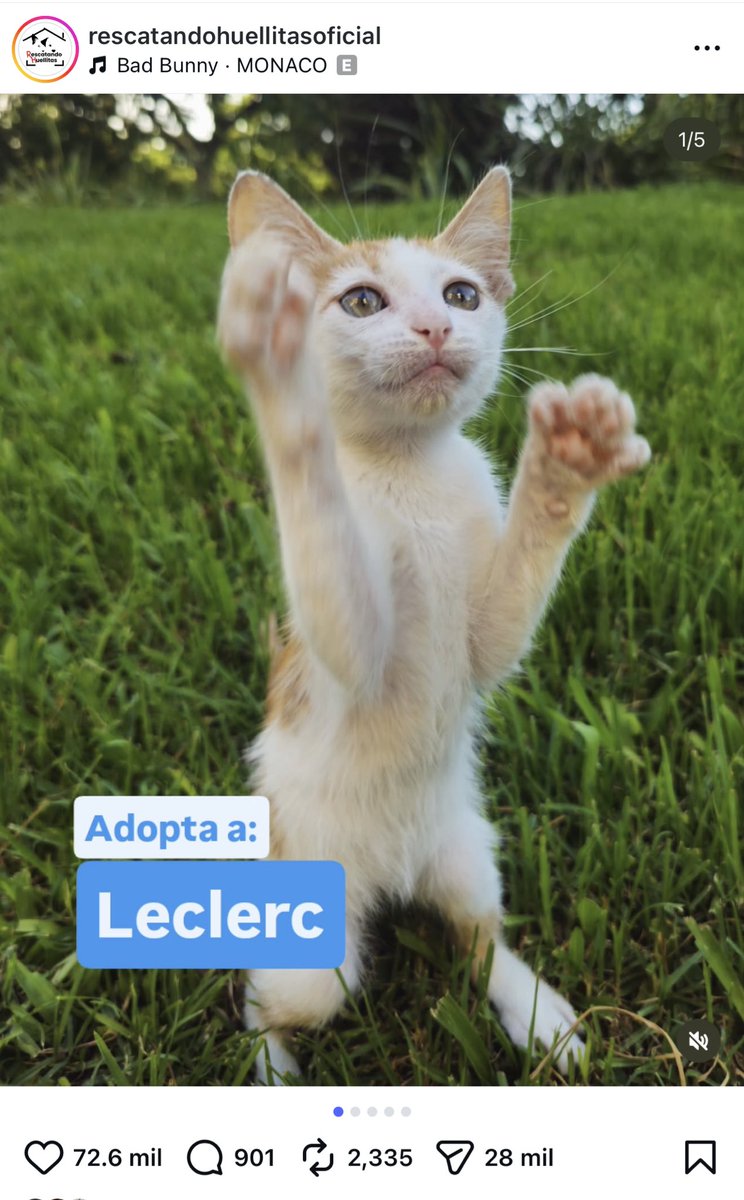 SeeGasly's tweet image. Y un refugio de argentina que le puso estos nombres a los gatitos en adopción 😭😭