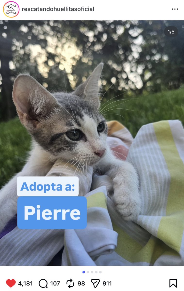 SeeGasly's tweet image. Y un refugio de argentina que le puso estos nombres a los gatitos en adopción 😭😭