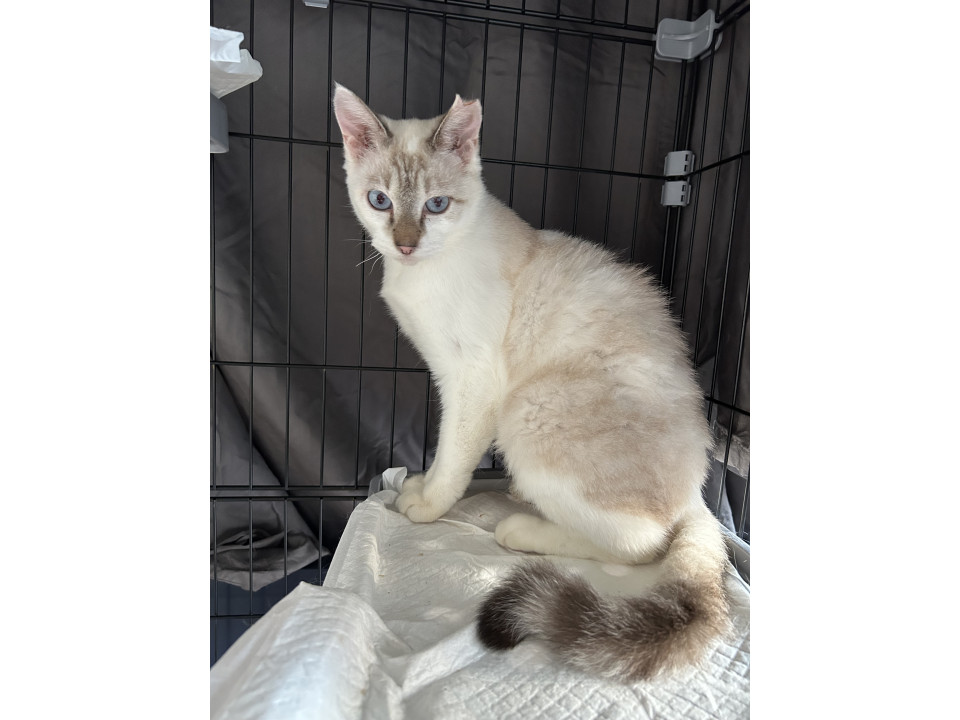 助けて下さい…ミルクティー毛色の女の子 大阪府 ♀ 生後2才 のネコ