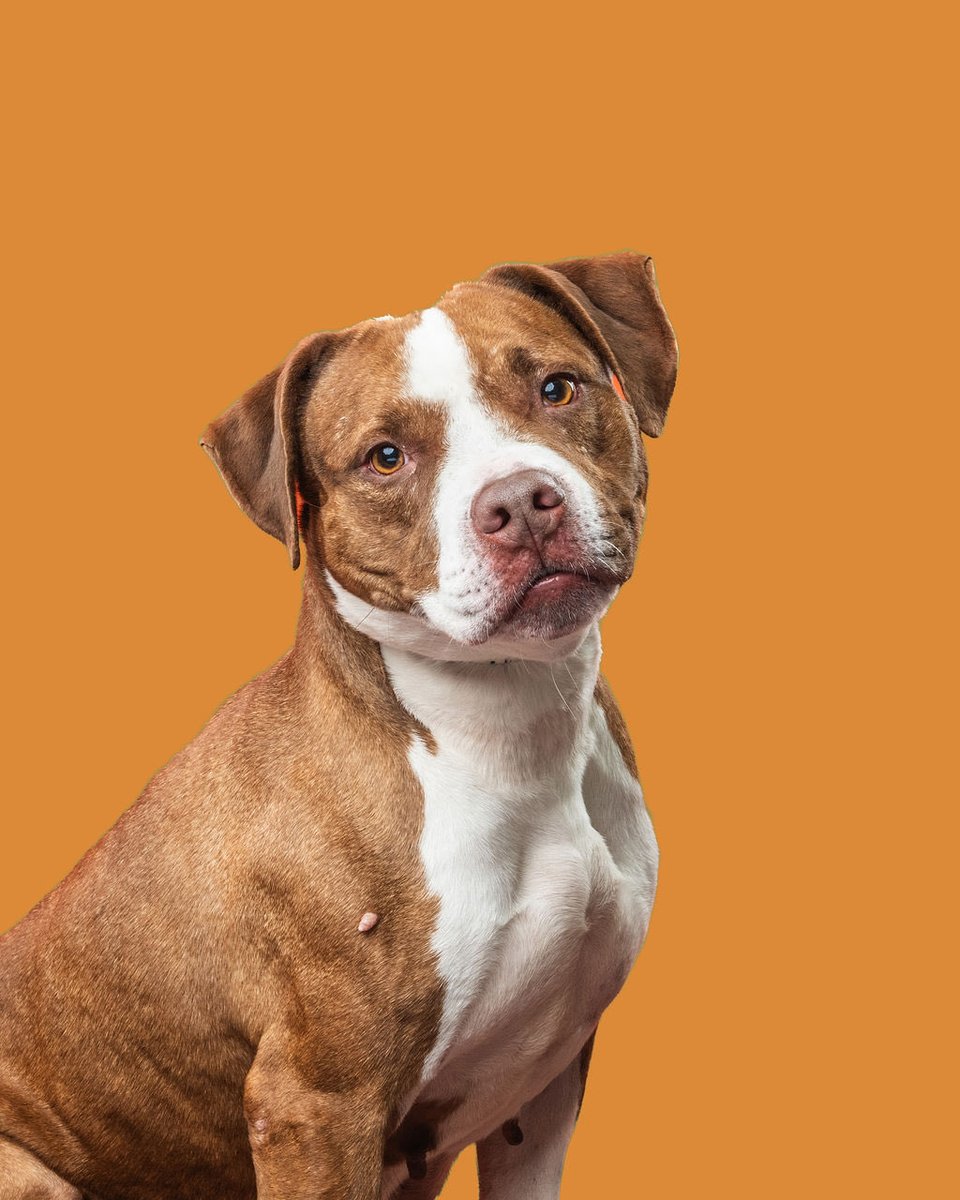 Homeward Bound Pet Adoption Center tweet media