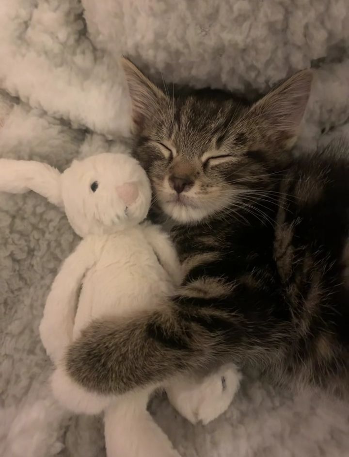 X4Launxx's tweet image. 10. This or That

 WELCOME TIGERLYNX

#CatForCash