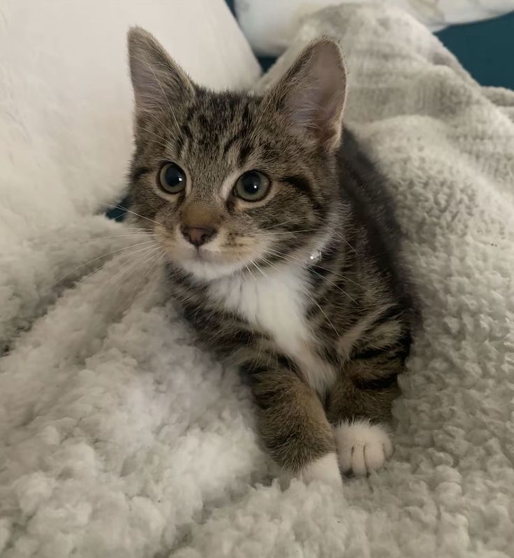 X4Launxx's tweet image. 9. This or That

 WELCOME TIGERLYNX

#CatForCash