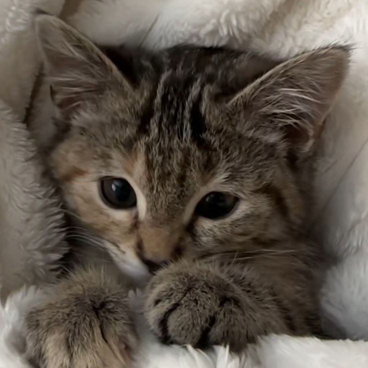 X4Launxx's tweet image. 9. This or That

 WELCOME TIGERLYNX

#CatForCash