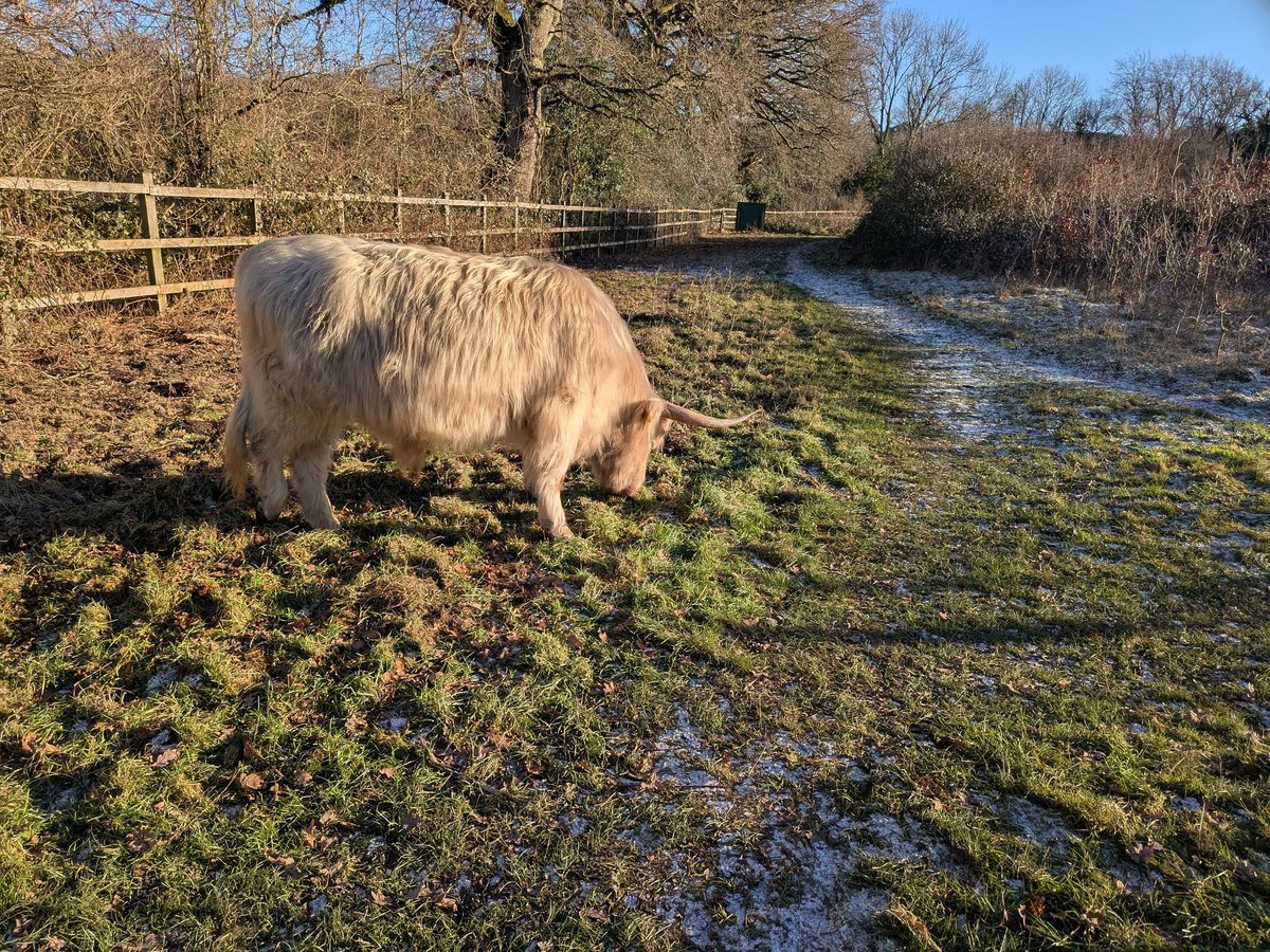 GoFastAdy's tweet image. Monday afternoon coo watch at nashiers lane
All seen on my walk about.
Not bothered by the cold @KJPerry61