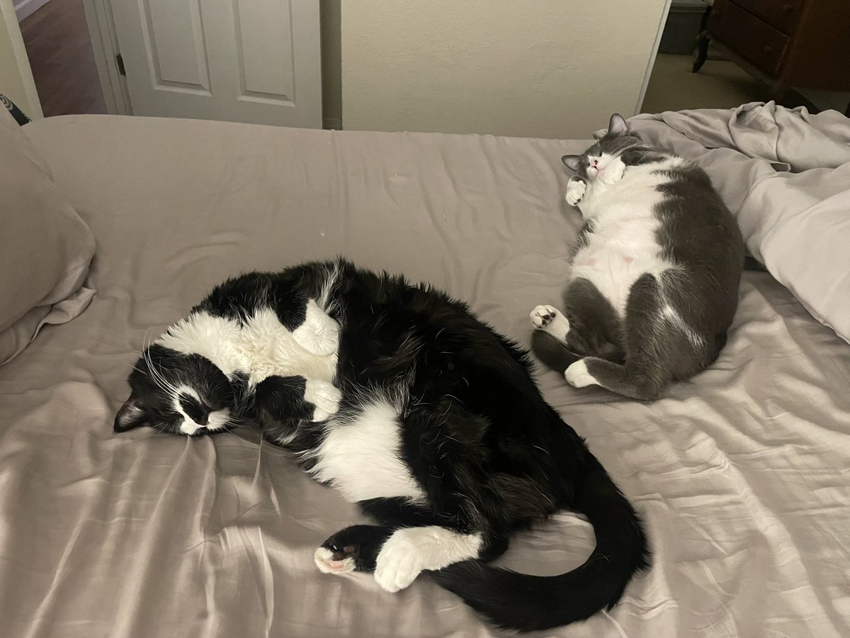 SAM 💜 Oreo, Fritz, Lofty tweet media