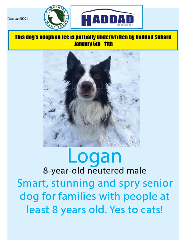 Logan is our
<a href="/HaddadSubaru/">Haddad Subaru</a>
Dog of the Week! If you adopt Logan by January 11th, a portion of his adoption fee will be underwritten by Subaru!   berkshirehumane.org/adopt/dogs/ #adoptadog