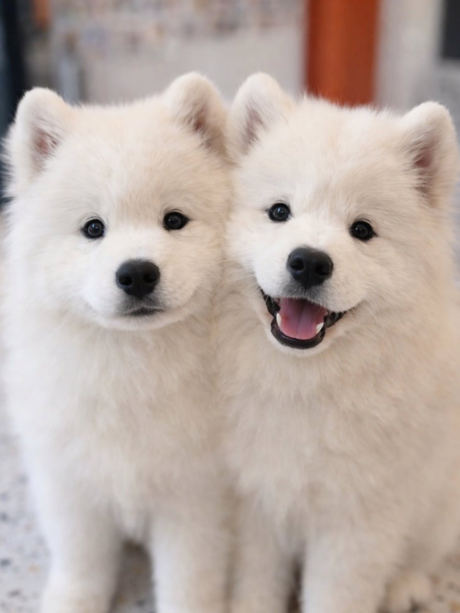 dogs so cute that could save the world (@dogssaveworld) on Twitter photo 