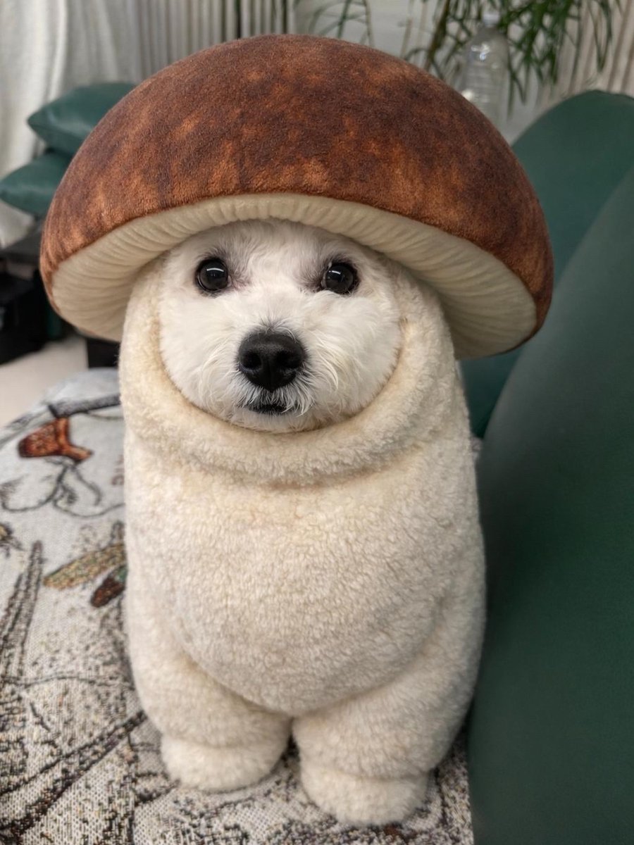 dogssaveworld's tweet image. 