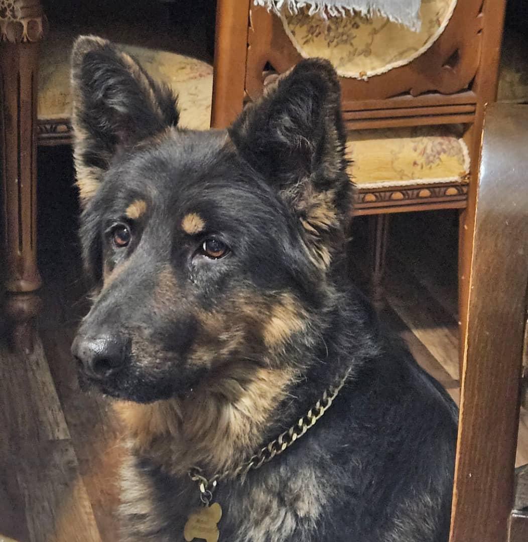 pet__koo's tweet image. نام  مریدا
سن ۵ سال
جنسیت ماده
تاریخ و محدوده گمشدن ۱۰/۱۵ بلوار میرزای شیرازی روبروی پارک امیر کبیر
یک شماره تماس ۰۹۱۸۳۶۷۴۹۶۷