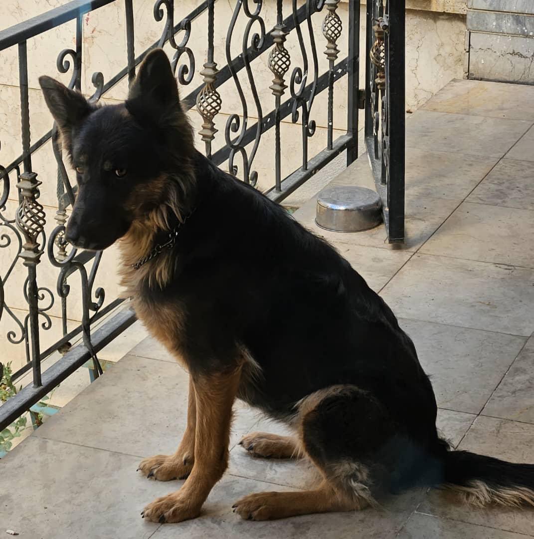 pet__koo's tweet image. نام  مریدا
سن ۵ سال
جنسیت ماده
تاریخ و محدوده گمشدن ۱۰/۱۵ بلوار میرزای شیرازی روبروی پارک امیر کبیر
یک شماره تماس ۰۹۱۸۳۶۷۴۹۶۷