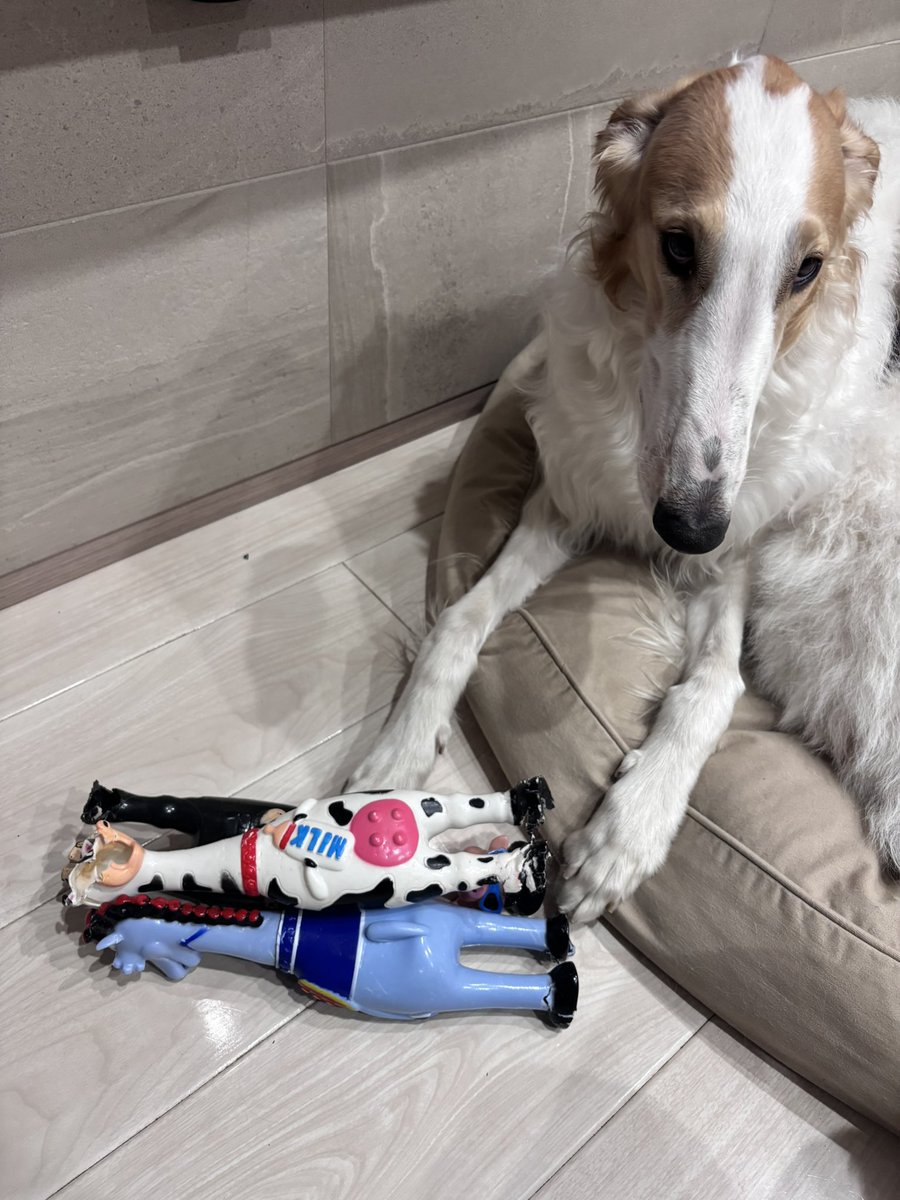 ベル🐶ラム ボルゾイ (@velzoi) / Posts / X