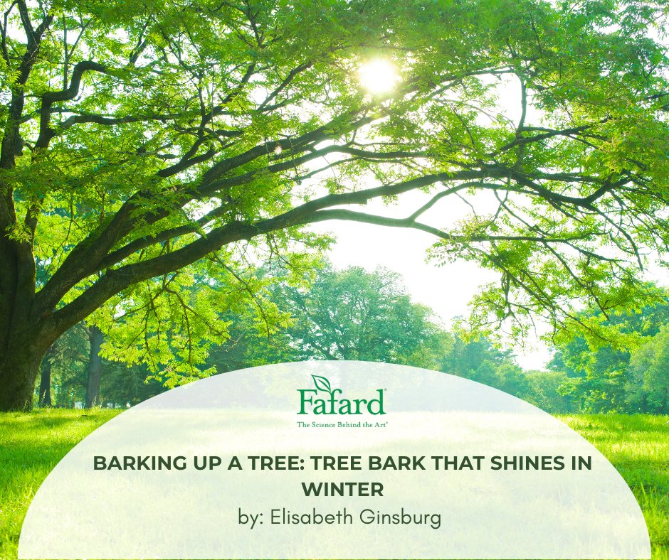 FafardRetail's tweet photo. Plant new trees for long-term success 🌳 Choose the right site, plan for mature size, and amend the planting hole with Fafard® Premium Natural &amp; Organic Compost. Mulch donut-style and water regularly until established.
 https://t.co/eEXoYnVzVW https://t.co/CfeB3YsM7g